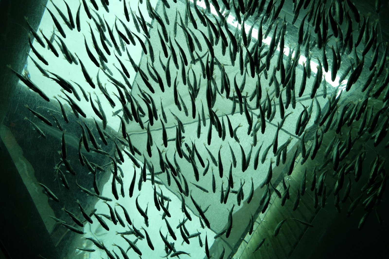 Fishes swimming in a fish farm